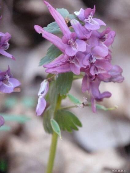 Dymnivka dutá (Corydalis cava), květy, květenství