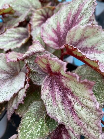 Rex Begonia Shadowking Rose Frost