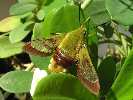 Hemaris fuciformis - dlouhozobka zimolezová