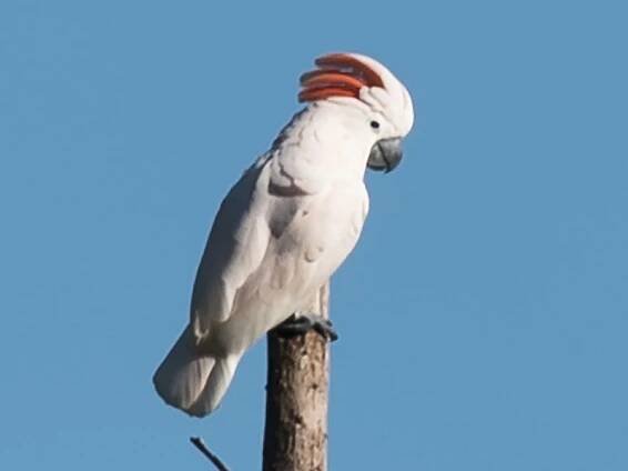  - Salmon-crested Cockatoo