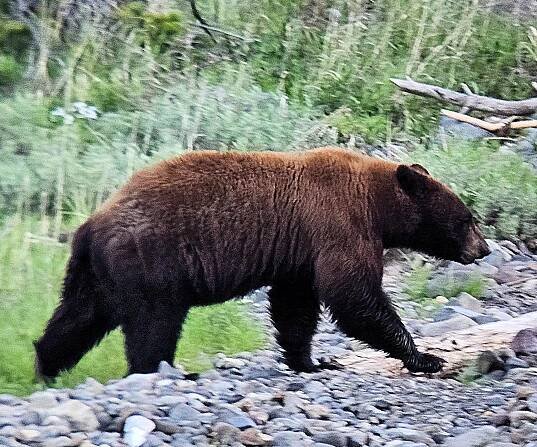 Big Cin - Bear Witness Safari