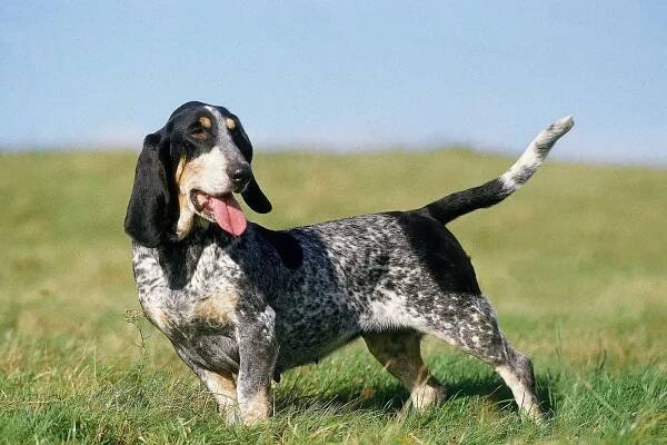 Basset bleu de Gascogne chovatel