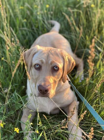 Milly's Mission, picture of Milly, a 16 month old lab who sadly passed away.