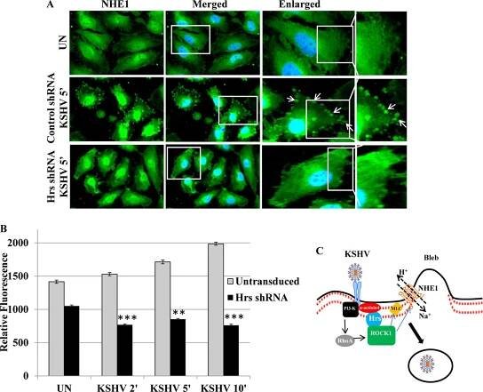 ESCRT-0 Component Hrs Promotes Macropinocytosis of Kaposi's Sarcoma-Associated Herpesvirus in Human Dermal Microvascular