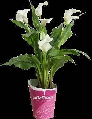 Callalicious© | Calla Zantedeschia catalogus 2024 |Vreugdenhil Bulbs & Plants by Vreugdenhil Bulbs & Plants - Issuu
