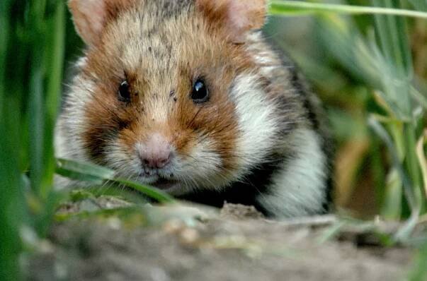 Der kleine Held vom Hamsterfeld (2020)