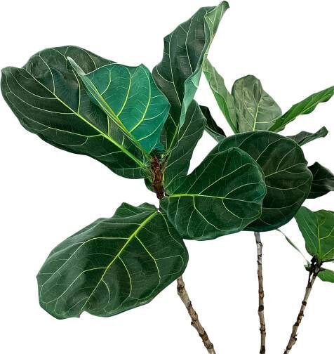 Ficus_lyrata
