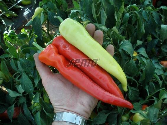 Paprika roční Semaroh, zelenina semo prodej, osivo, semena