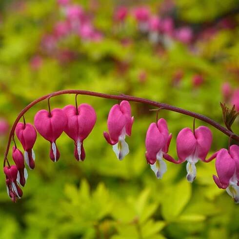Dicentra spectabilis 'Yellow Leaf' (Bleeding Heart)