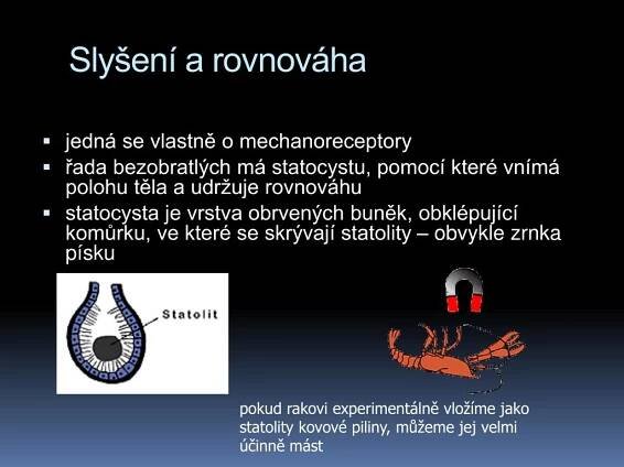 PPT - Fyziologie smyslových orgánů PowerPoint Presentation, free download - ID:4537706