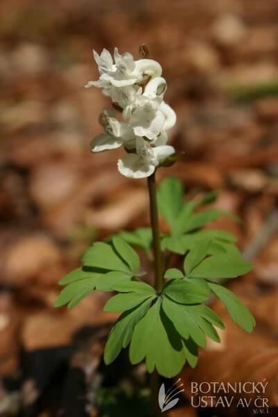 Corydalis cava - dymnivka dutá | Lukáš Hrdinka | Autoři | iBotky.cz