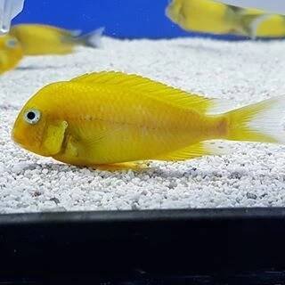 Tropheus Kiriza gold