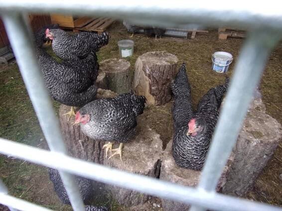 Třídní výlet- FARMA SOBĚHRDY-třída ČMELÁČCI - Oficiální stránky MŠ Včelička, Škvorec