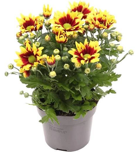 Listopadka indická (Chrysanthemum indicum) "Splendid" výška 20-30 cm, pr. 12 cm
