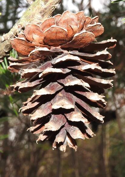 Figure 5a. Virginia pine cone.