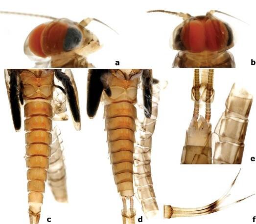 First contribution to the genera Branchiobaetis and Megabranchiella (Ephemeroptera, Baetidae) in China, with descriptions of two new species