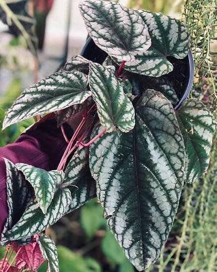 Rex Begonia Vine instagram @serene_stems