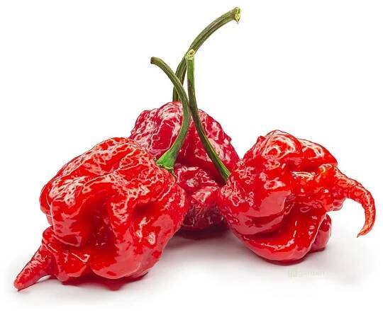 Gusta Garden Carolina Reaper