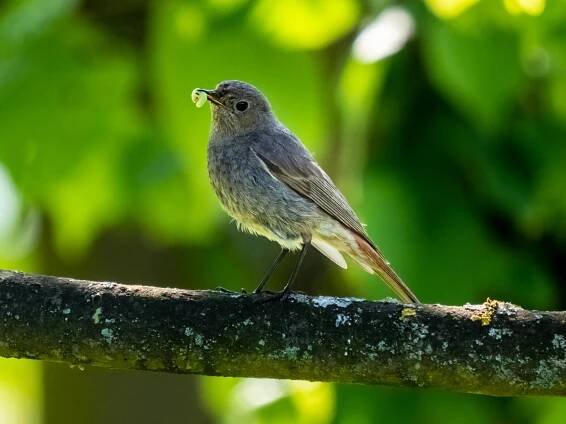 File:Seehof Phoenicurus ochruros female 5264746.jpg - Wikimedia Commons