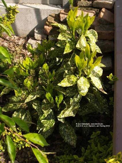 Aukuba japonská Variegata | Aucuba japonica Variegata - Záhradníctvo ABIES