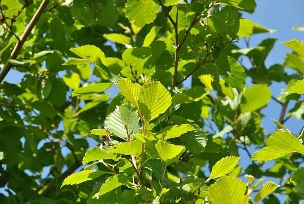 Alnus incana 'Aurea'