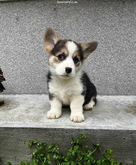 Pembroke Welsh Corgi štěňata