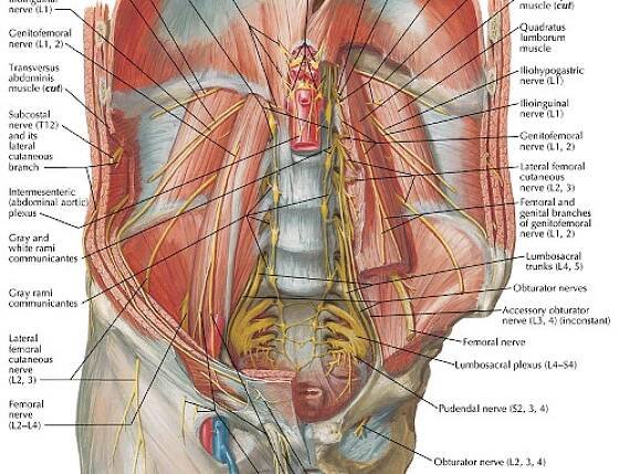 The Psoas Major, the Lumbar Plexus, and the Dai Mai