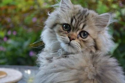 Perská kočka - charakteristika, zdraví, péče | Plemena koček | Fera24.cz
