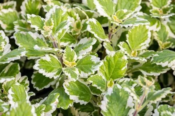 Plectranthus: transplantace, péče, reprodukce, škůdci a choroby, kam umístit a hodnotit v domě, odrůdy a typy