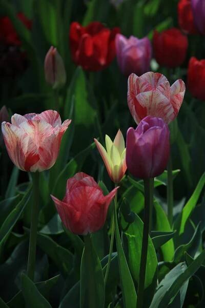 Detailní Záběr Na Kvetoucí Fialový Tulipán V Zahradě · Základová fotografie zdarma