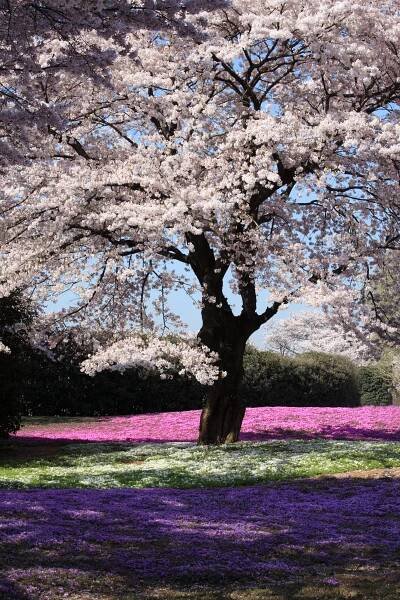 Cherry blossom