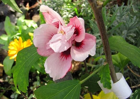 Atlas - fotogalerie: hibiscus siriacus; 1