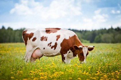 Na plemene kravy záleží | Steaks.sk