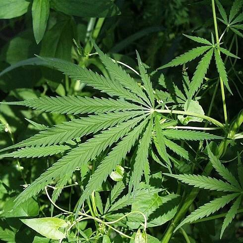 Marijuana Risk For Psychosis Much Lower Than Previously Thought, Though Certain Patients Shouldn't Smoke