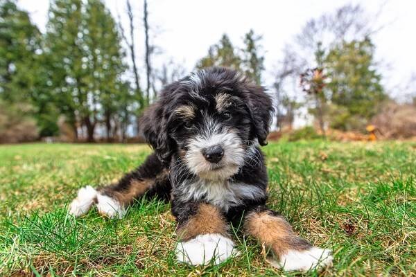 Best Dog Food For Bernedoodle Puppy – Dog Care Classroom