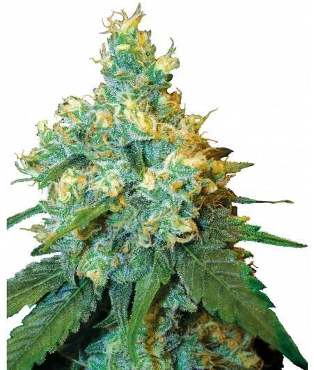 Sensi Seeds Jack Herer, feminized