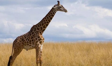 Masai Giraffe - Facts, Diet & Habitat Information