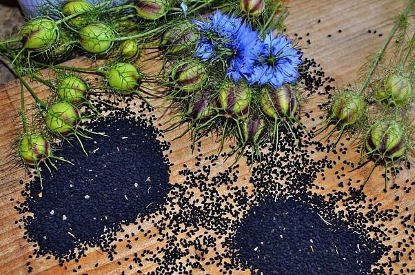 Black seed | Herbs | Herbal Reality