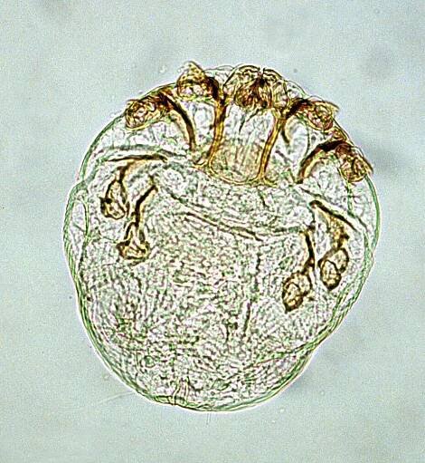Knemidokoptes - Wikipedia
