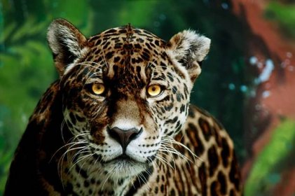 napůl černý panter jaguár - jaguar - stock snímky, obrázky a fotky