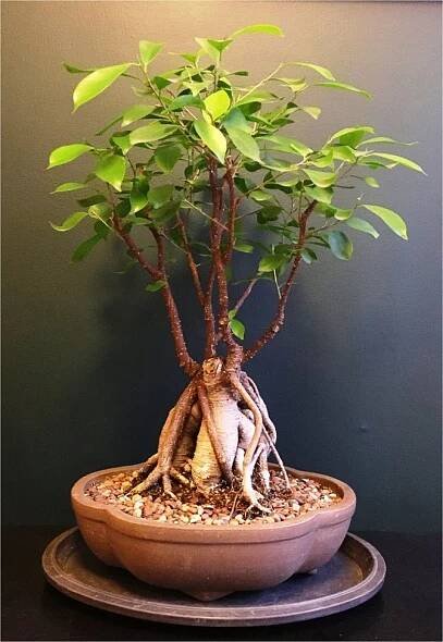 Ficus ženšen