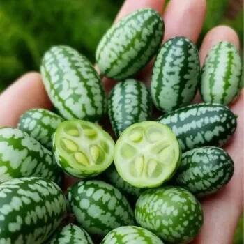 Mexická miniokurka, min. 50 g
