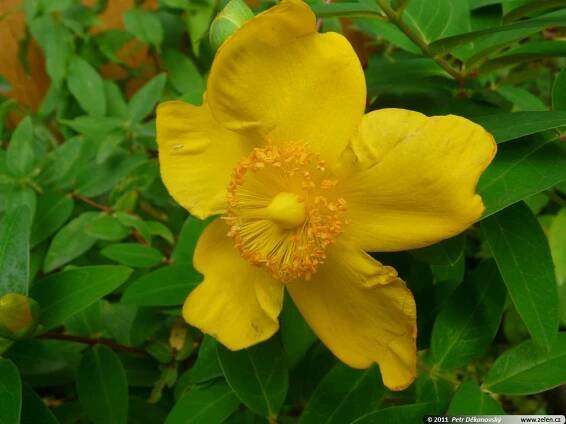 Hypericum hybr. Hidcote třezalka Hypericum patulum Hidcote Hidcote Gold