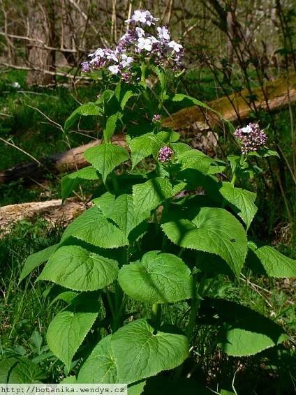 Herbář Wendys - Lunaria rediviva - měsíčnice vytrvalá