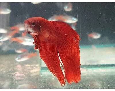 Akvarijní rybička Betta splendens male veiltail red XL 7041 bojovnice pestrá, pochází z JV Asie, velikost 6-9cm, teplota vody 26-30C