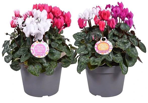 Brambořík perský (Cyclamen persicum) Trio, pr. kv. 11 cm