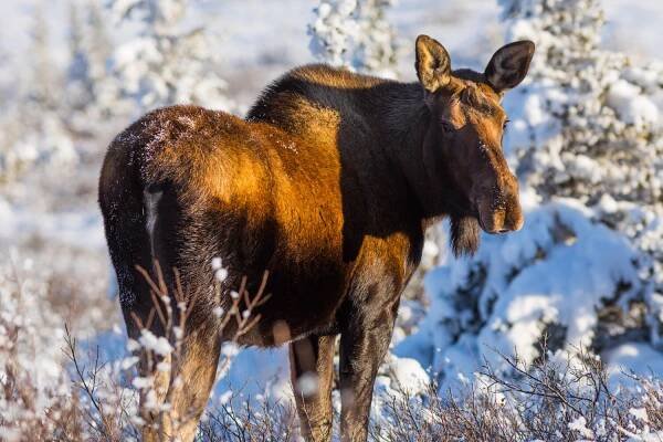Cow Moose