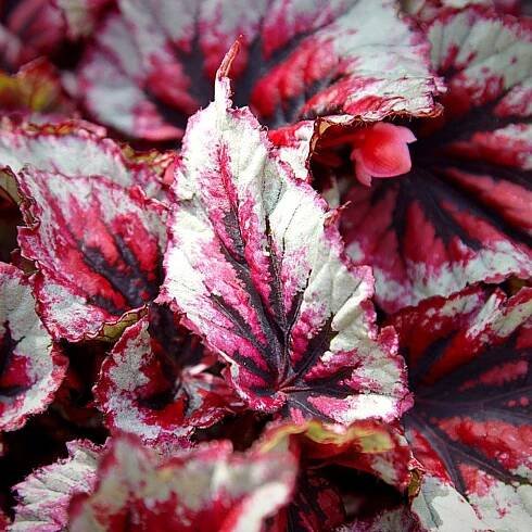The 12 Best Leaf Begonia Plants That Thrive Indoors – Koppe Begonia