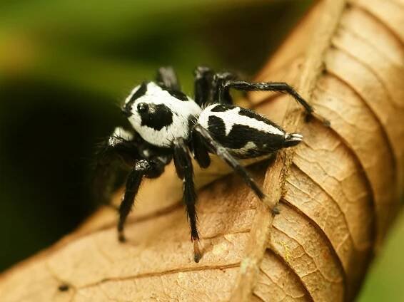 Phiale (spider)