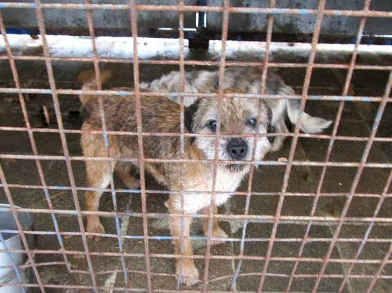 Psi k adopci z útulků, azylů a neziskových organizací